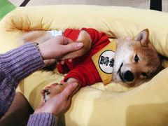 -逗柴咖啡屋·狗咖猫咖宠物桌游