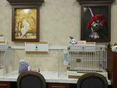 -宠爱国际动物医院· 猫科· 外科·中兽医(长白店)