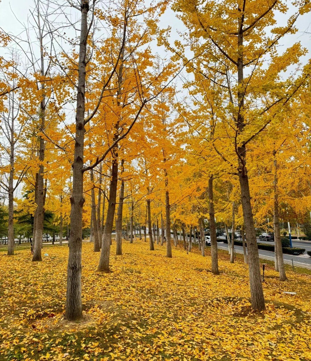 秋月湖公园银杏正美,快来看
