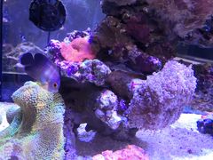-1013 PET SHOP精品宠物商店(丁香店)