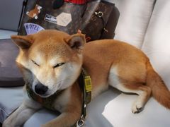 -爱侣宠医·鹦鹉专科·小型哺乳类·异宠专科(灵石路店)