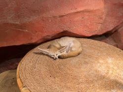 -Zoolung Zoolung动物主题公园(海信广场店)