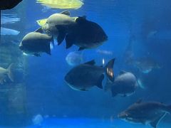 -烟台海昌鲸鲨海洋公园