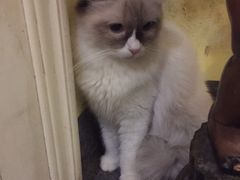 -猫色咖啡·猫咖