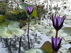 -东莞植物园