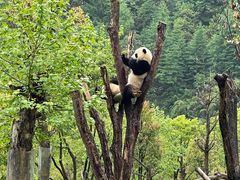 -卧龙中华大熊猫苑神树坪基地