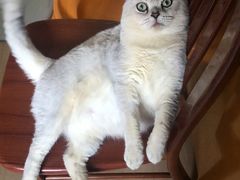 -乐派堂宠物医院·猫友好· 心脏科(东街店)