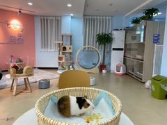 -喵宠乐园·撸猫互动·猫舍