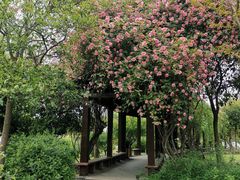 -鹅湖玫瑰文化园