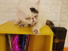 -平行世界·猫咖(首经贸店)