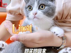 -lincat·猫舍(广州店)