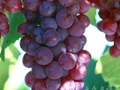 -马陆小张葡萄园农家乐