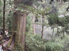 -天目山大树王景区