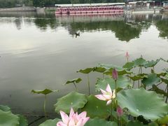 -莲花池公园