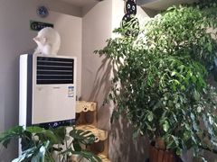 -东方名猫馆·英短金渐层布偶猫舍(环线广场1号楼店)