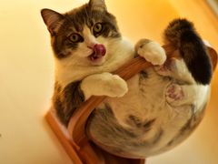 -Catmate·猫肥家润(金润铂宫店)