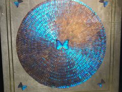 -上海昆虫博物馆