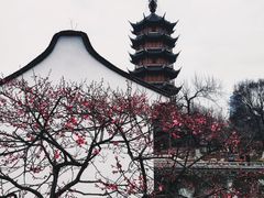 -红梅公园