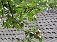 -樱桃山旅游景区