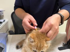 -小伙伴宠物医院•急重症转诊中心·老年专科·犬猫全科(北大街总院)