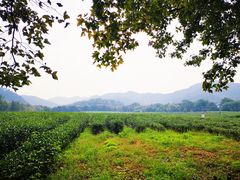 -中国茶叶博物馆(双峰馆区)