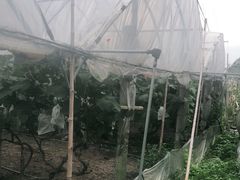 -马陆小张葡萄园农家乐