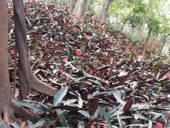 -云溪植物园