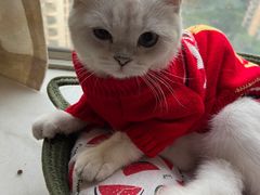 -柚子猫舍·精品猫舍购猫·猫咪认养·购宠·宠物店