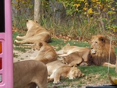 -北京野生动物园