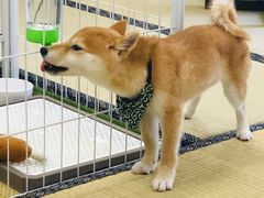 -逗柴咖啡屋·狗咖猫咖宠物桌游