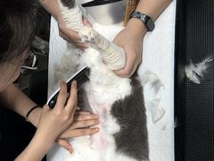 -御宝贝24h宠物医院·转诊中心·CT核磁血透中心(厦门总院)