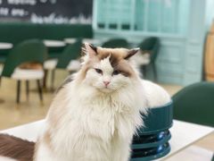 -安格丽娜·狗咖·猫咖羊驼咖(春熙路百盛商场店)
