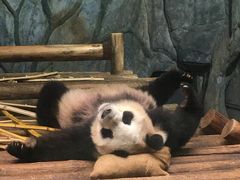 -深圳野生动物园