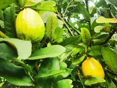 -广州神农草堂中医药博物馆