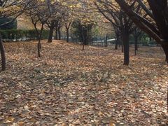 iphone_upload_pic-西安青龙寺遗址景区