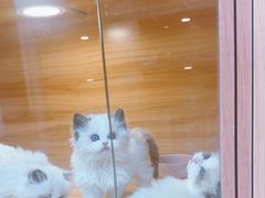 -猫十亿·布偶金渐层·曼基康矮脚猫舍(青年路店)