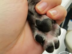 -创凡宠物医院·骨专科  猫科中心(西乡分院)