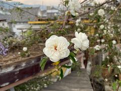 -喵屿·大理花园猫咖