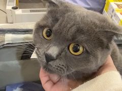 -伟伟宠物医院·CT影像中心·瑞派犬猫综合性门诊(汉口总院)