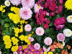 -菊花台公园
