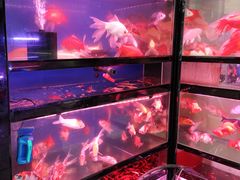 -武汉花鸟市场