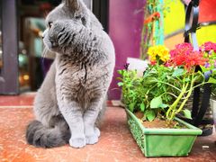 -Rabbit Cafe私房西餐甜点咖啡(栖霞路店)