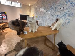 -李小姐の猫咖啡馆(五角场店)