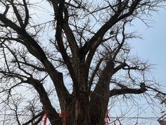 -康陵正德春饼宴26号