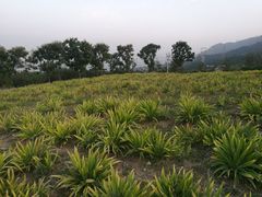 -紫云台香草园