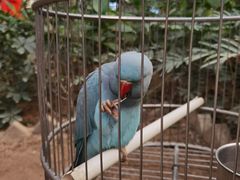 -南宫五洲植物乐园