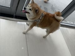 -全心全意连锁动物医院·微创中心·内科急重症·心脏专科(丰管路店)