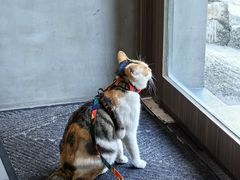 -Again Coffee Roaster(香蜜湖店)