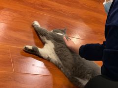 -猫小院猫主题咖啡厅(北锣店)