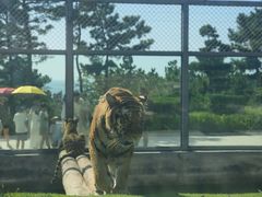 -西霞口神雕山野生动物世界